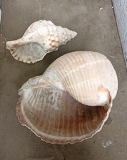 DUE GRANDI CONCHIGLIE MARINE