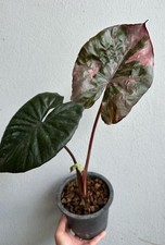AUTHENTIC 1 Rhizome Alocasia