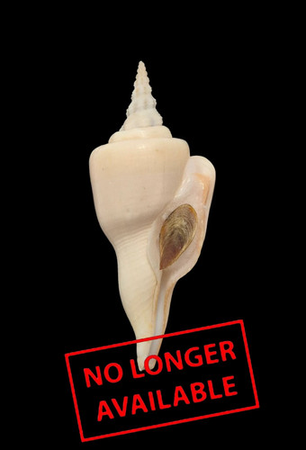 Shell cyrtulus serotinus o - cyrtulus, w/o