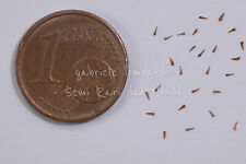 CALLISTEMONE - CALLISTEMON CITRINUS, 25 SEMI SELEZIONATI