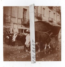 ORISTANO VIA TIRSO BUOI  11°