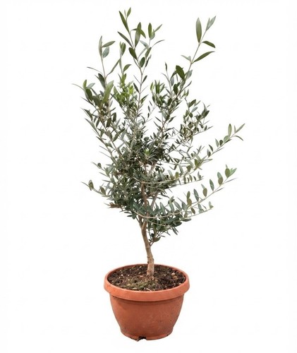 Ulivo olivo olea europea - olivo, europea"