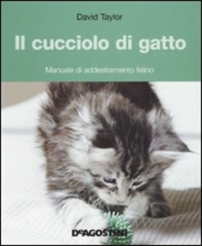 Cucciolo gatto manuale - cucciolo, gatto.
