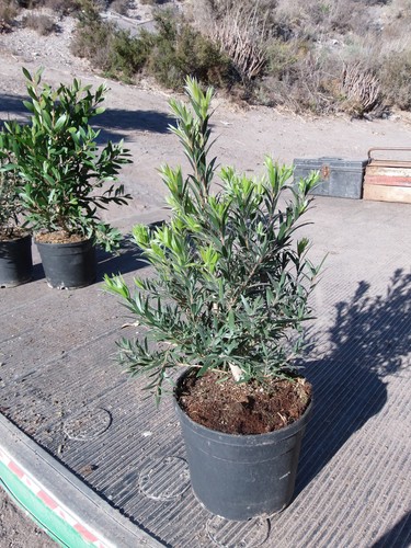 Callistemon pulitore - callistemon, (pulitore