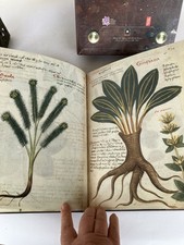 CODEX BELLUNENSIS  ERBARIO