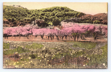 c1915 Now Silicon Valley papaveri e fiori di prugna colorati a mano frutteto CA PC