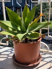 Agave attenuata diametro 35cm - agave,