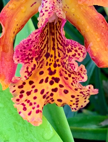 Cattleya keowee vulcan - keowee,