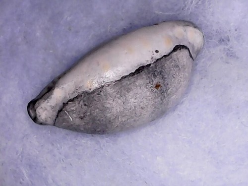 Fossil shell cypraea - fossil,