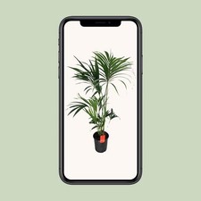 Howea Forsteriana Kentia-Palme