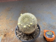 Mammillaria densispina - mammillaria,