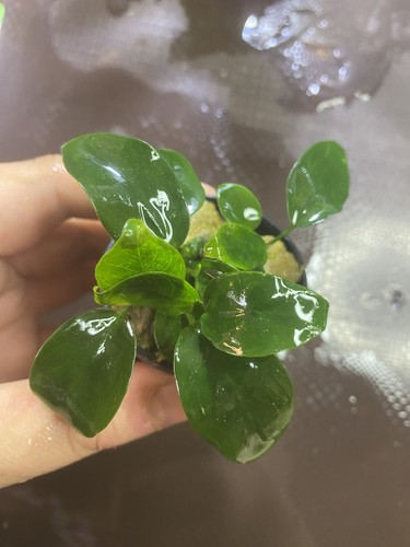 Anubias nana petite - anubias,