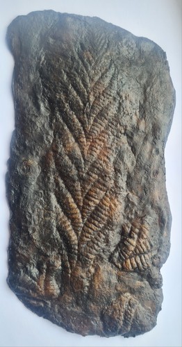 Replica precambrian ediacaran - replica,