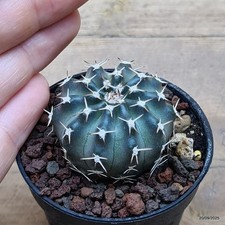 Echinocereus pulchellus Vaso