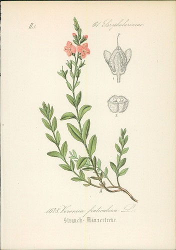 Chromolithographie - ,