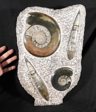 TWO! Polished Goniatite