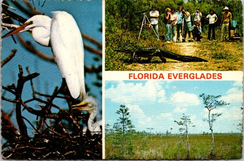 Cartolina everglades florida - cartolina,