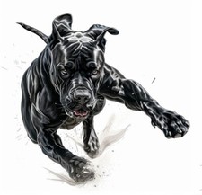 Dogo canario cane corso - cane,