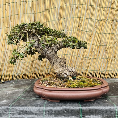 Bonsai olivastro yamadori - di,