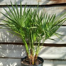 Chamaerops humilis