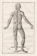 Scheletro Umano Muscoli - Eustachio Anatomia Medicina Incisione In Rame 1800.