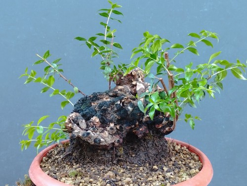 Bonsai mirto 30x20cm in - mirto,