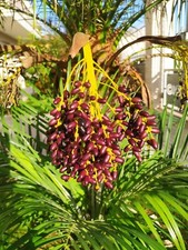 Robellina, Palma nana da datteri, 10+ Semi Freschi - Phoenix Roebelenii