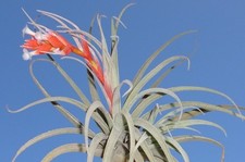 subsecundifolia tillandsia