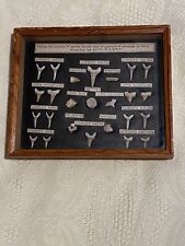 Quadro con Denti Fossili di