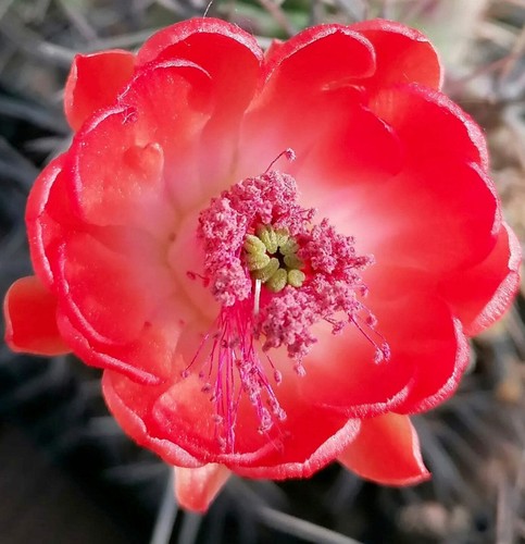 Echinocereus matudae