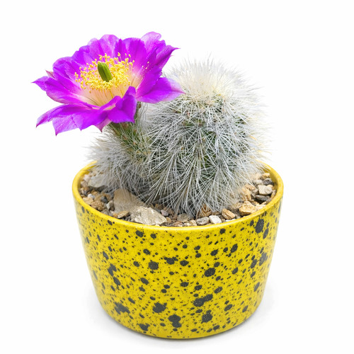 Echinocereus nivosus seeds - echinocereus,