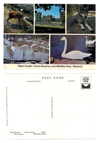 Postcard riber castle - -, fauna