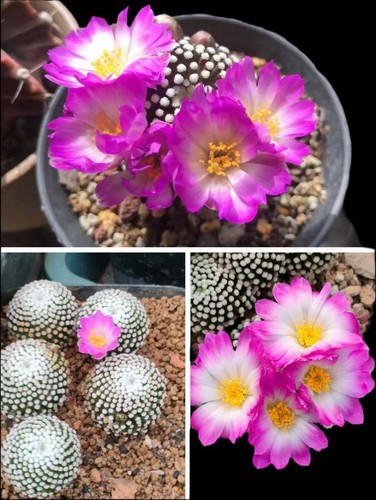 1pcs rarosucculento - 1pcs,