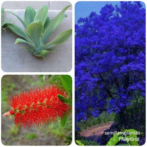 150 semillas especies - semillas, y
