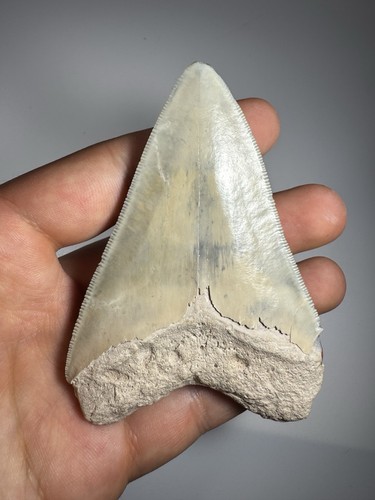 Dente squalo megalodonte - dente, di