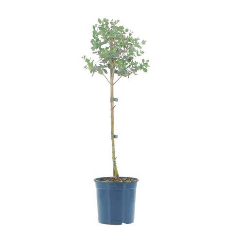 Eucalyptus gunnii alberello - -,
