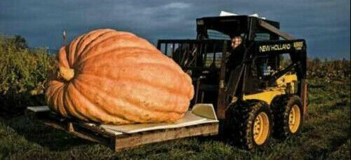 Zucca gigante atlantic - zucca,