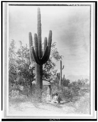 Gathering saguaro