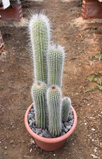 ESPOSTOA BLOSSFELDIORUM -