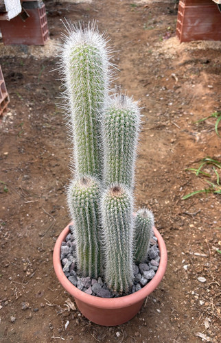 Espostoa blossfeldiorum - espostoa,