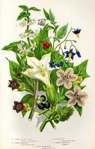 Stampa botanica antica 1899 - antica,