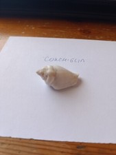 Conchiglia naturale
