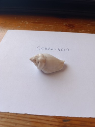 Conchiglia naturale