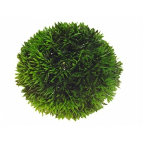 Pianta piantina sferica - piantina,