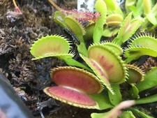 plantes carnivores dionaea