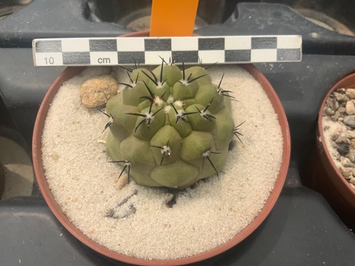 063 copiapoa cinerea - copiapoa,