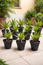 Yucca piccola piantina con - piantina,