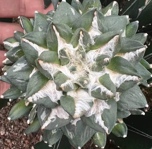 Ariocarpus furfuraceus magnifi