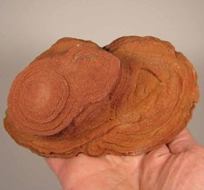 Grappolo fossile STROMATOLITE