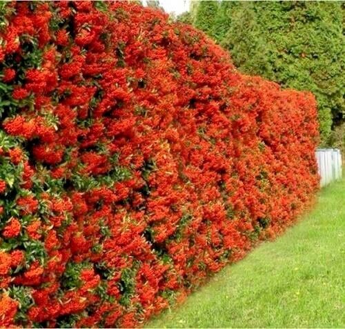 Pyracantha coccinea pianta - pianta, da